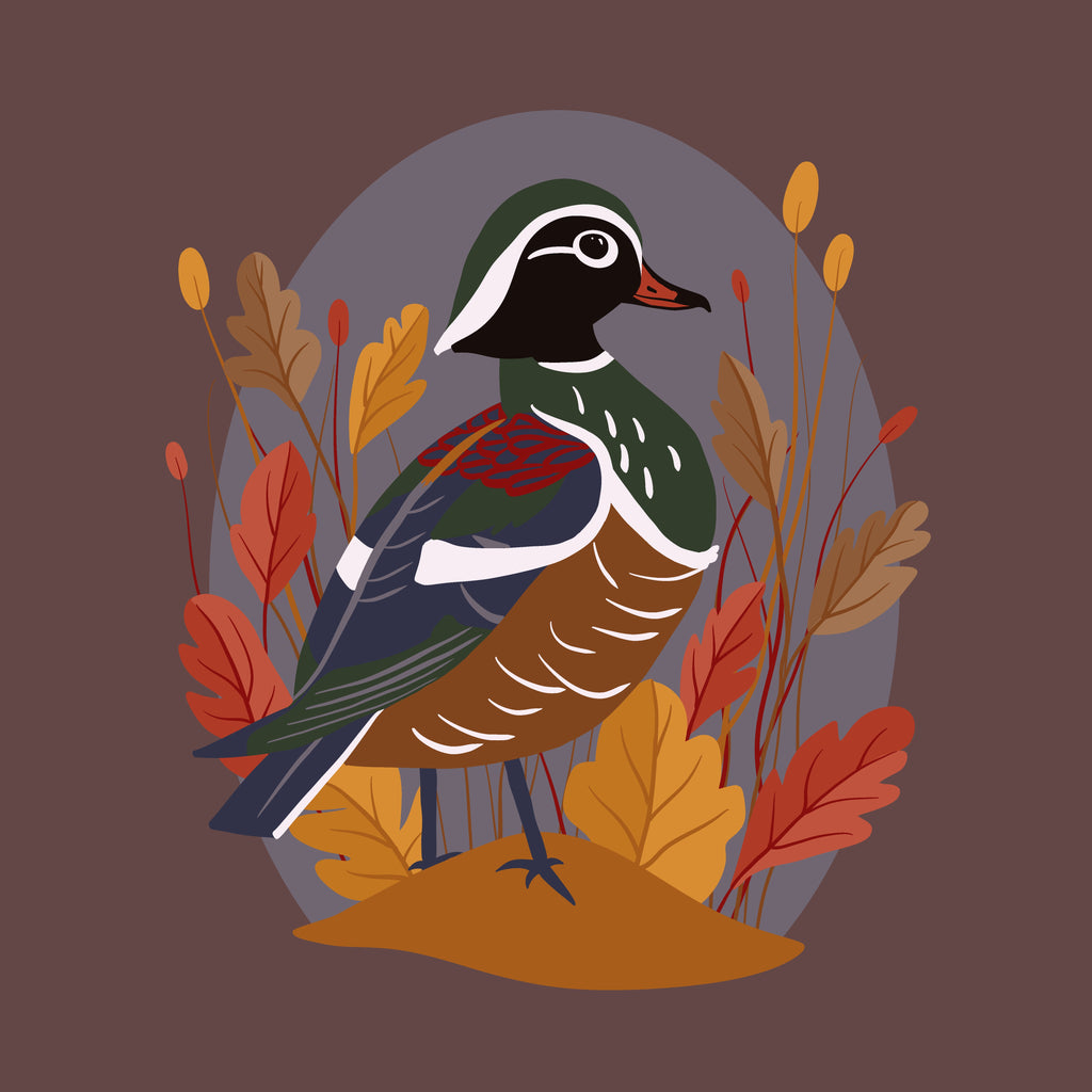 Wood Duck Hero Illustration